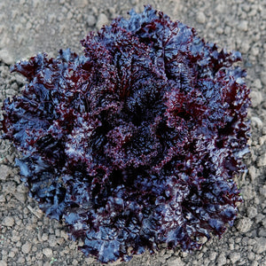 Top-down view of Black Hawk looseleaf lettuce showcasing deep glossy burgundy-purple ruffled leaves on soil background