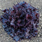 Top-down view of Black Hawk looseleaf lettuce showcasing deep glossy burgundy-purple ruffled leaves on soil background