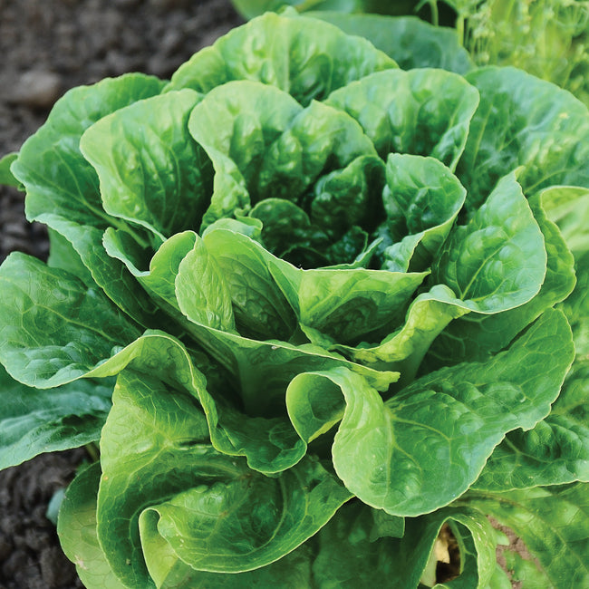 BULLET-LETTUCE