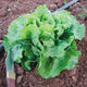 Top view of Winterwunder looseleaf lettuce showing a large light-green ruffled head in garden soil with irrigation tubing and a small knife