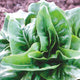 Close up of Green Deer Tongue lettuce head showcasing olive green pointed leaves forming a compact spiraled rosette