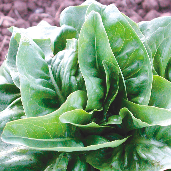 Close up of Green Deer Tongue lettuce head showcasing olive green pointed leaves forming a compact spiraled rosette
