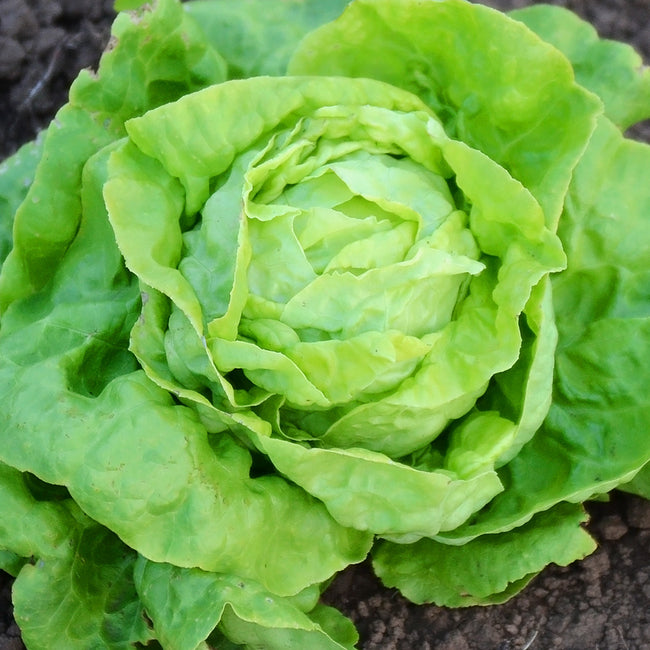 Close-up of Victoria butterhead lettuce showing rumpled, crisp green leaves forming a dense upright head on soil background