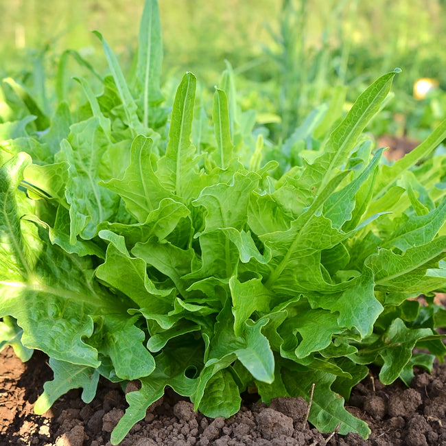 Close-up of Italienischer lettuce showcasing upright looseleaf frilly bright green leaves in garden soil