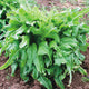 Close-up of mature Italienischer looseleaf lettuce plant showcasing large bright green crinkled leaves over garden soil