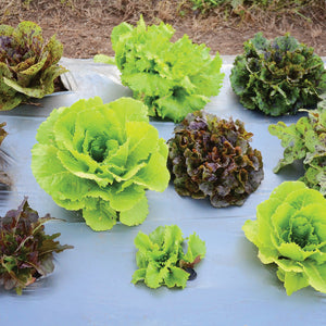 Overhead view of Wildest Garden Lettuce Mix showing green and red loose-leaf and butterhead lettuce heads on plastic mulch