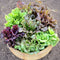 Front view of Wildest Garden Lettuce Mix showing assorted colorful lettuce heads in a round basket on a light background