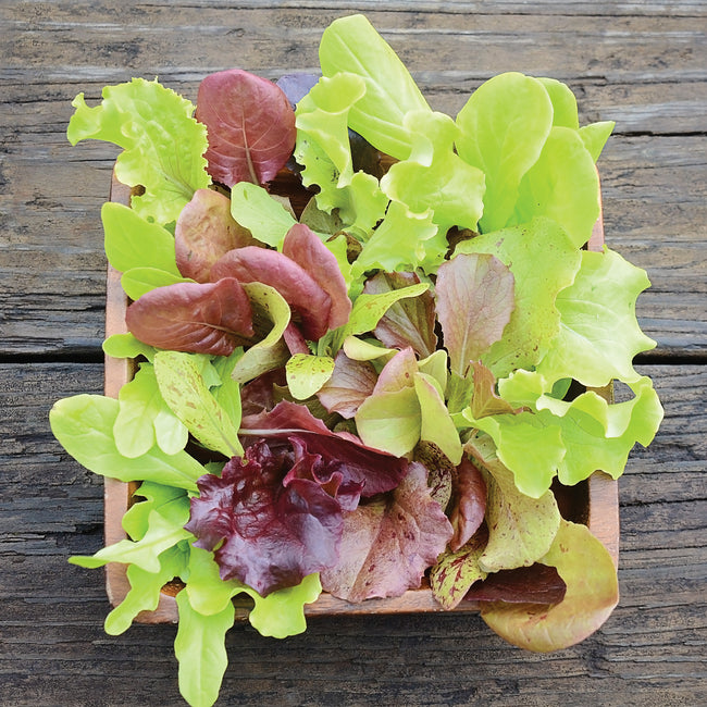 LONDON SPRINGS LETTUCE MIX-LETTUCE