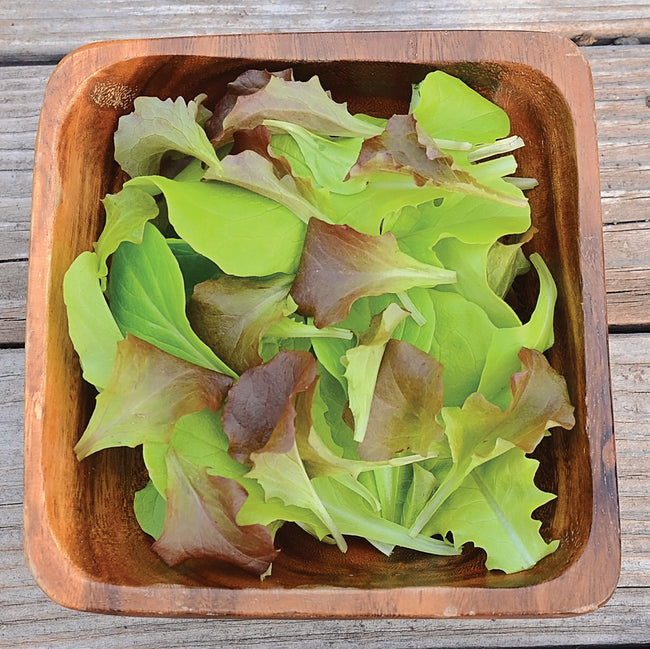Top view of Pot & Patio Blend lettuce showing mixed green and burgundy leaves in a wooden bowl on a weathered wood surface