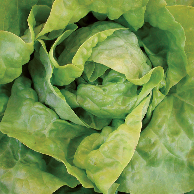 NORTH POLE-LETTUCE