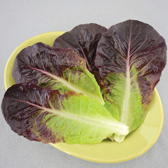 Top view of Truchas romaine lettuce leaves showing deep red outer leaves and bright green ribs on a pale yellow plate