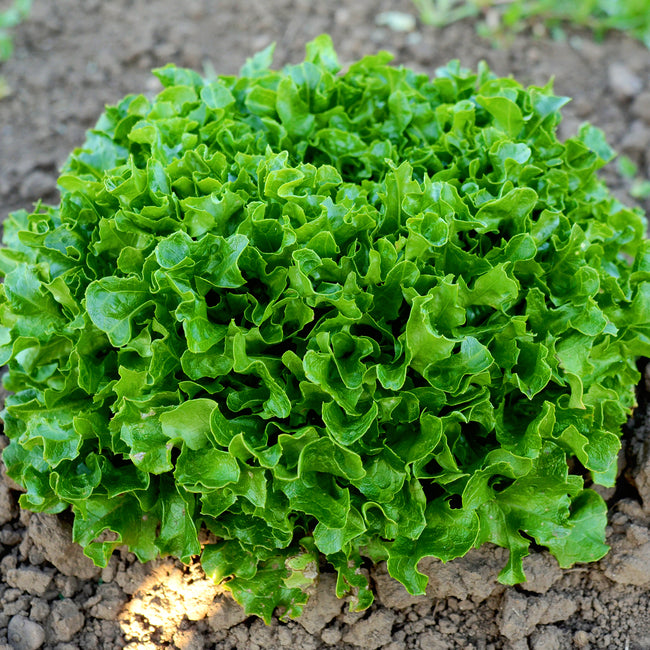 Close-up of Hampton lettuce head showcasing medium-green ruffled oak-shaped leaves