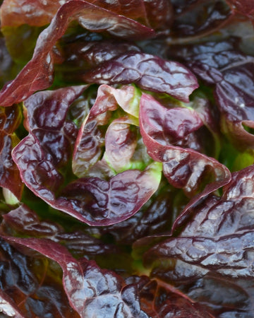 Close-up of Alkindus butterhead lettuce showing cabernet red outer leaves and bright green heart on light background