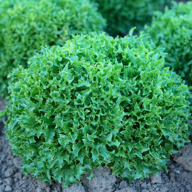 Close-up of Ezrilla lettuce head showcasing dense, deeply serrated frilly emerald-green leaves with garden soil background