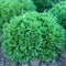 Close-up of Ezrilla lettuce head showcasing dense, deeply serrated frilly emerald-green leaves with garden soil background