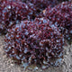 Close-up of Brentwood lettuce head showing frilly red and green lobed leaves on soil background