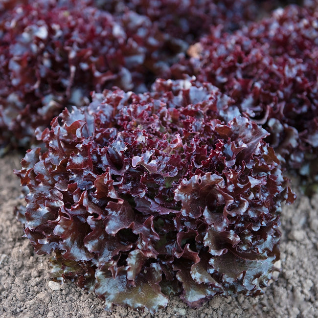 Close-up of Brentwood lettuce head showing frilly red and green lobed leaves on soil background