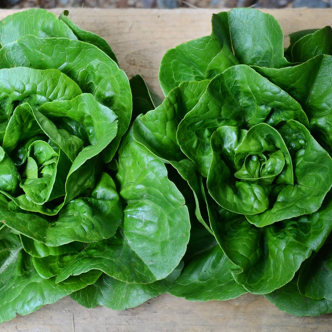Top-down view of two Newham romaine lettuce heads showcasing compact, deep green buttery leaves on a wooden surface
