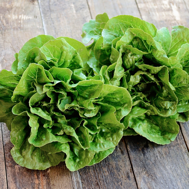 Front view of Rainier romaine lettuce heads showing large dense, upright heads with crisp apple-green leaves on a wooden table