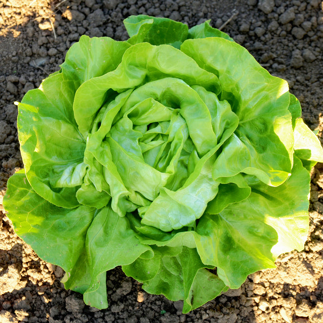 Overhead view of Milagro butterhead lettuce showing a large glossy medium-green head and tender inner leaves on garden soil