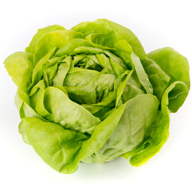 Close-up of Rex butterhead lettuce head showing compact medium-green leaves on white background