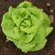 REX-LETTUCE