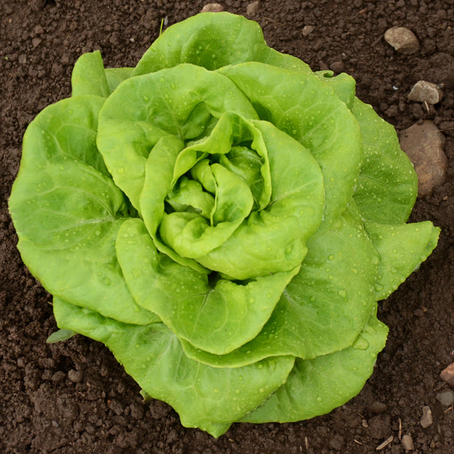 REX-LETTUCE