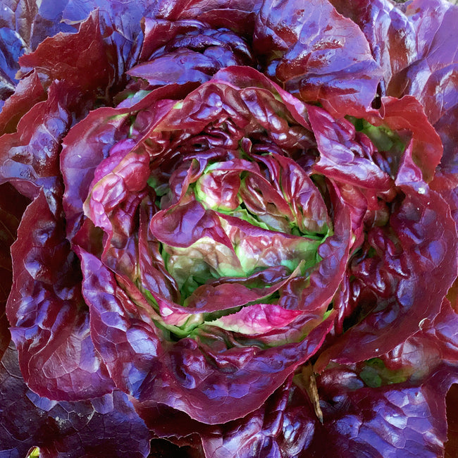Close-up of Skyphos butterhead lettuce showing dark red outer leaves and lime-green heart on white background