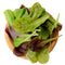 Top view of Heat Tolerant Lettuce Mix in wooden bowl showing green, red, and speckled romaine leaves on white background