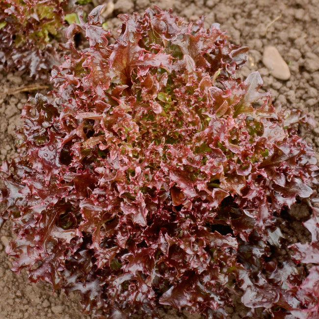 Top-down view of Burgandy lettuce head showing deeply incised frilly dark red outer leaves and bright green center on soil