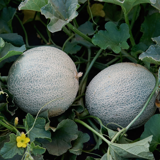 Close-up of two Sugar Rush cantaloupes on the vine showing netted rind and slightly elongated shape with green leaves