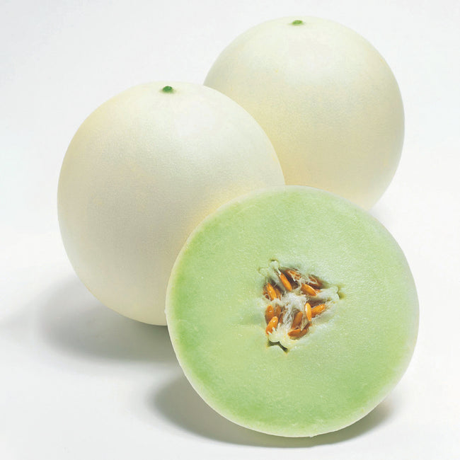 Front view of Honeycomb melon showing cream rind and pale green flesh, two whole and one halved on white background
