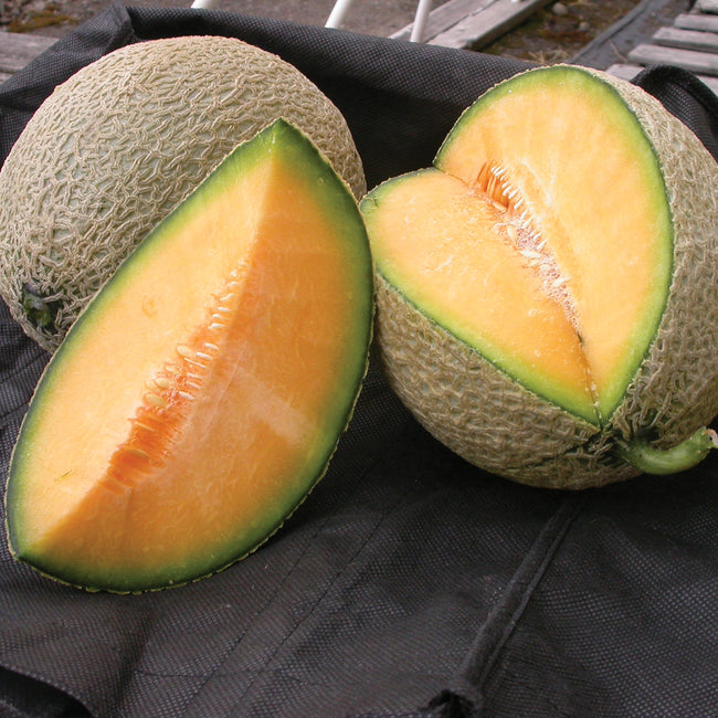 Front view of Home Run cantaloupe cut in half showcasing bright orange flesh and coarse netted rind on a dark background