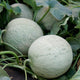 Three-quarter view of Divergent cantaloupe showing pale netted rind and sliced orange-fleshed interior on a white background