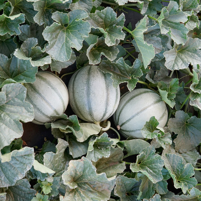 Top view of three Alvaro melons with smooth pale tan skin and green vertical stripes nestled among vine leaves