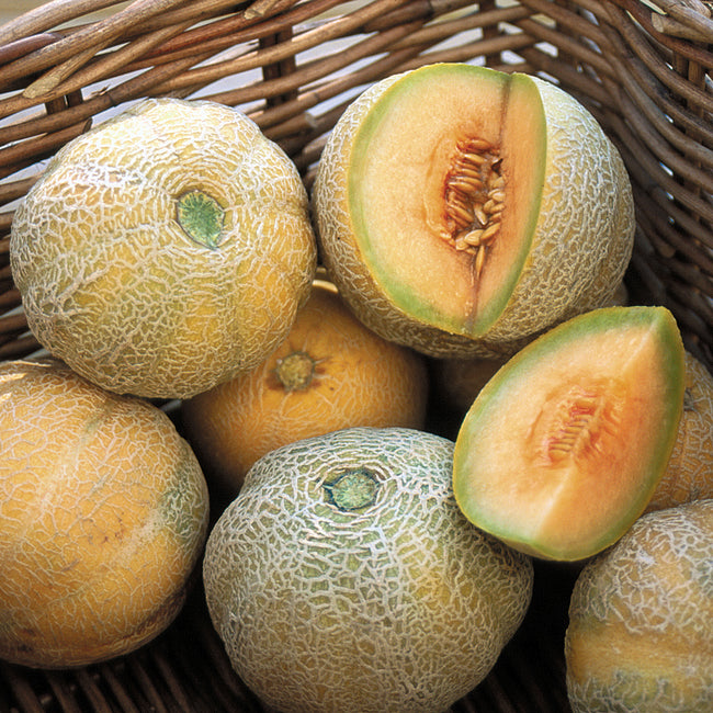 MINNESOTA MIDGET-MELON