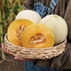 Basket of Delicious 51 melons, two whole and one halved showing deep orange flesh and netted rind, held outdoors