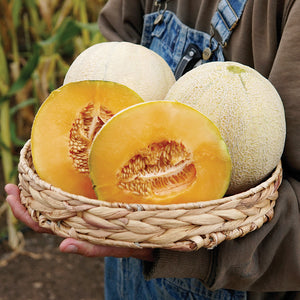 Basket of Delicious 51 melons, two whole and one halved showing deep orange flesh and netted rind, held outdoors