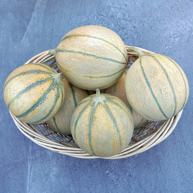 Three D'Artagnan Charentais melons in a shallow basket showing pale netted rinds and cream-green stripes on white background