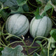 Pair of D'Artagnan Charentais melons on the vine with pale netted rinds and dark vertical stripes among leaves