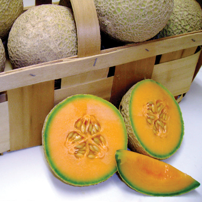 Front view of Sugar Cube cantaloupe showing a whole fruit and a sliced half with deep orange flesh and netted rind