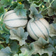 Close up of two Tirreno melons on the vine showcasing netted pale green rind with dark green ribs and surrounding leaves