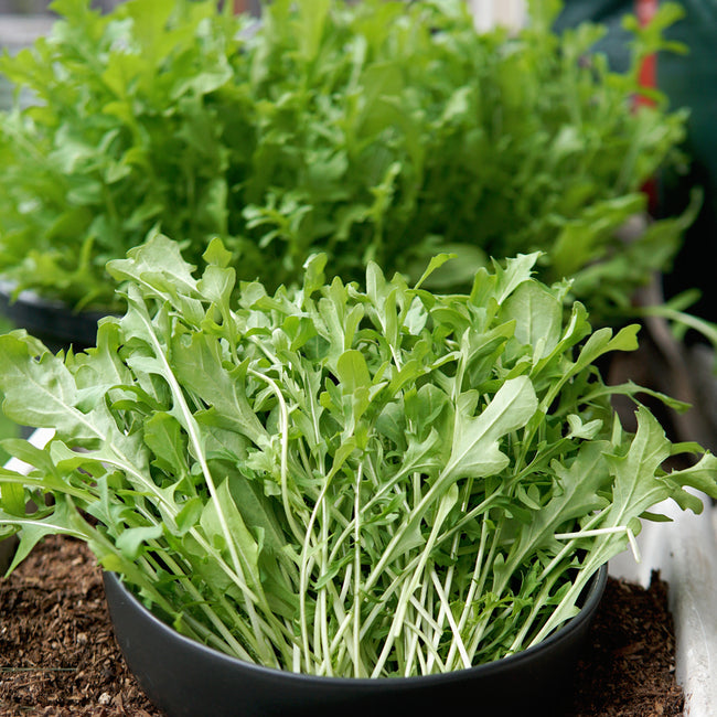 Close-up of arugula greens in a black bowl showcasing serrated bright green leaves with garden soil and blurred plants behind