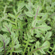 DRAGON'S FIRE-ARUGULA