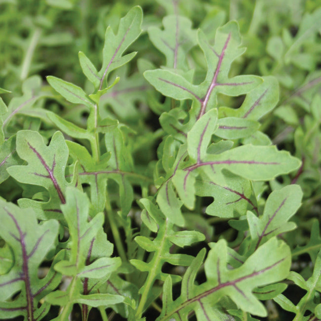 DRAGON'S FIRE-ARUGULA