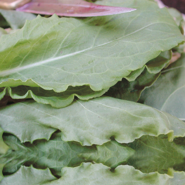 Close-up of French sorrel leaves showcasing large, thick, medium-green, spinach-like leaves filling the frame