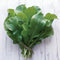 Close-up of Roquette arugula leaves showcasing long, dark green, arrow-shaped leaves on pale wood background