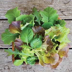 Top view of Mild Mesclun Blend showing mixed salad greens with varied leaf shapes and colors on a wooden surface