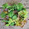 Top view of Mild Mesclun Blend showing mixed salad greens with varied leaf shapes and colors on a wooden surface