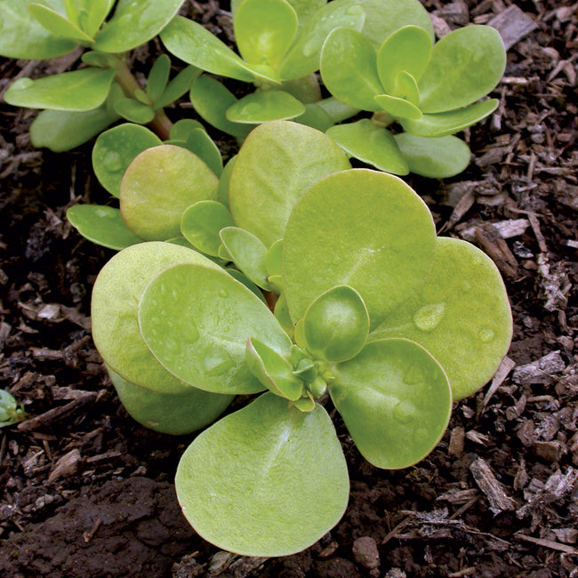 Close-up of golden purslane plant showcasing tender yellow-green succulent leaves in soil